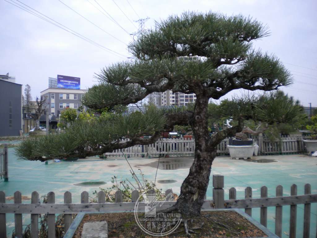 DSCN8927.JPG