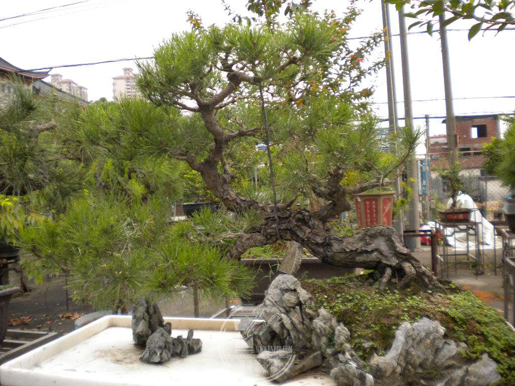 DSCN9895.JPG