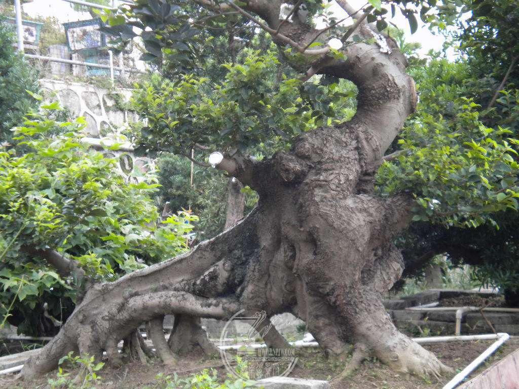 DSCN9423.JPG
