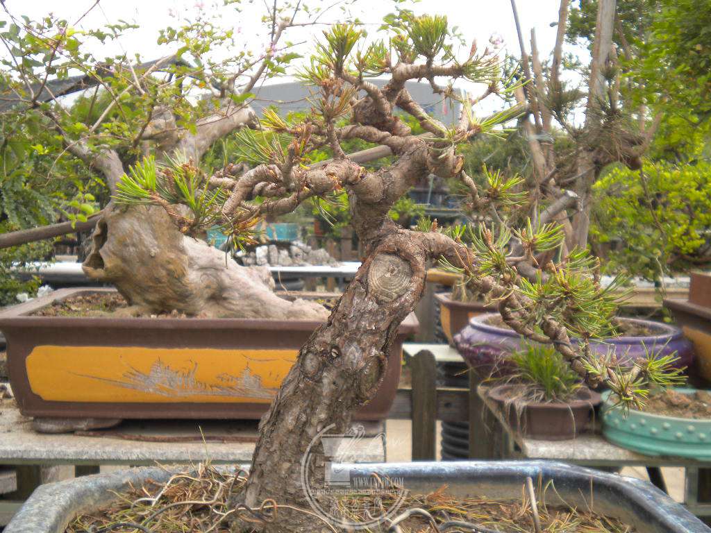 DSCN9927.JPG