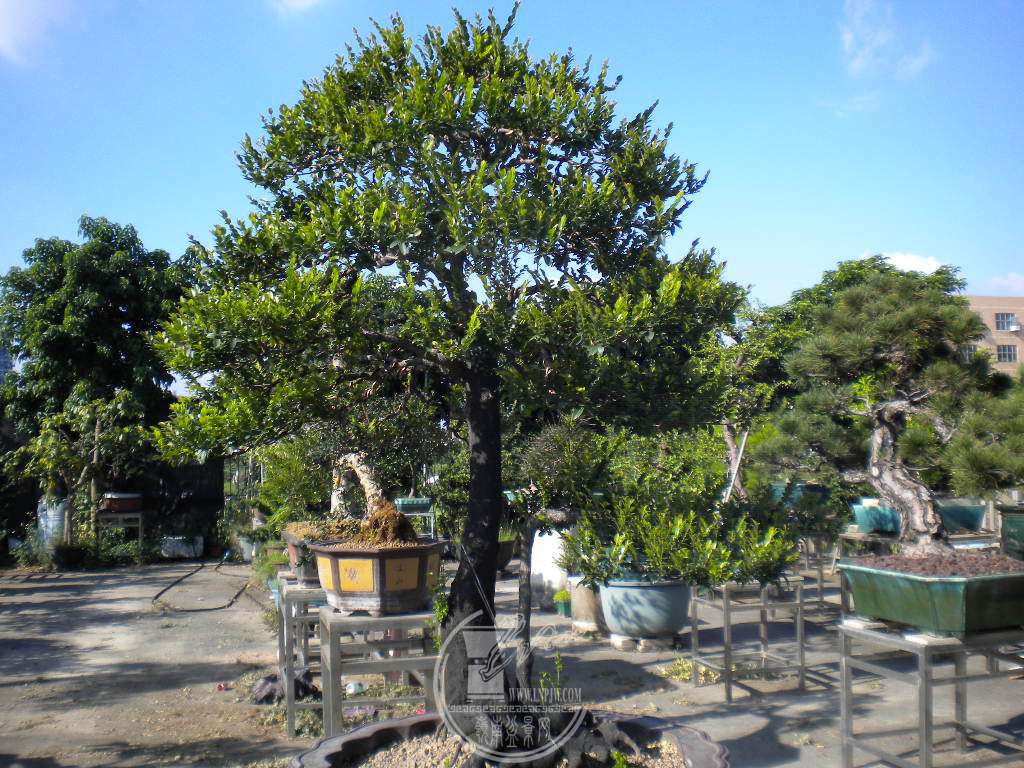 DSCN9960.JPG