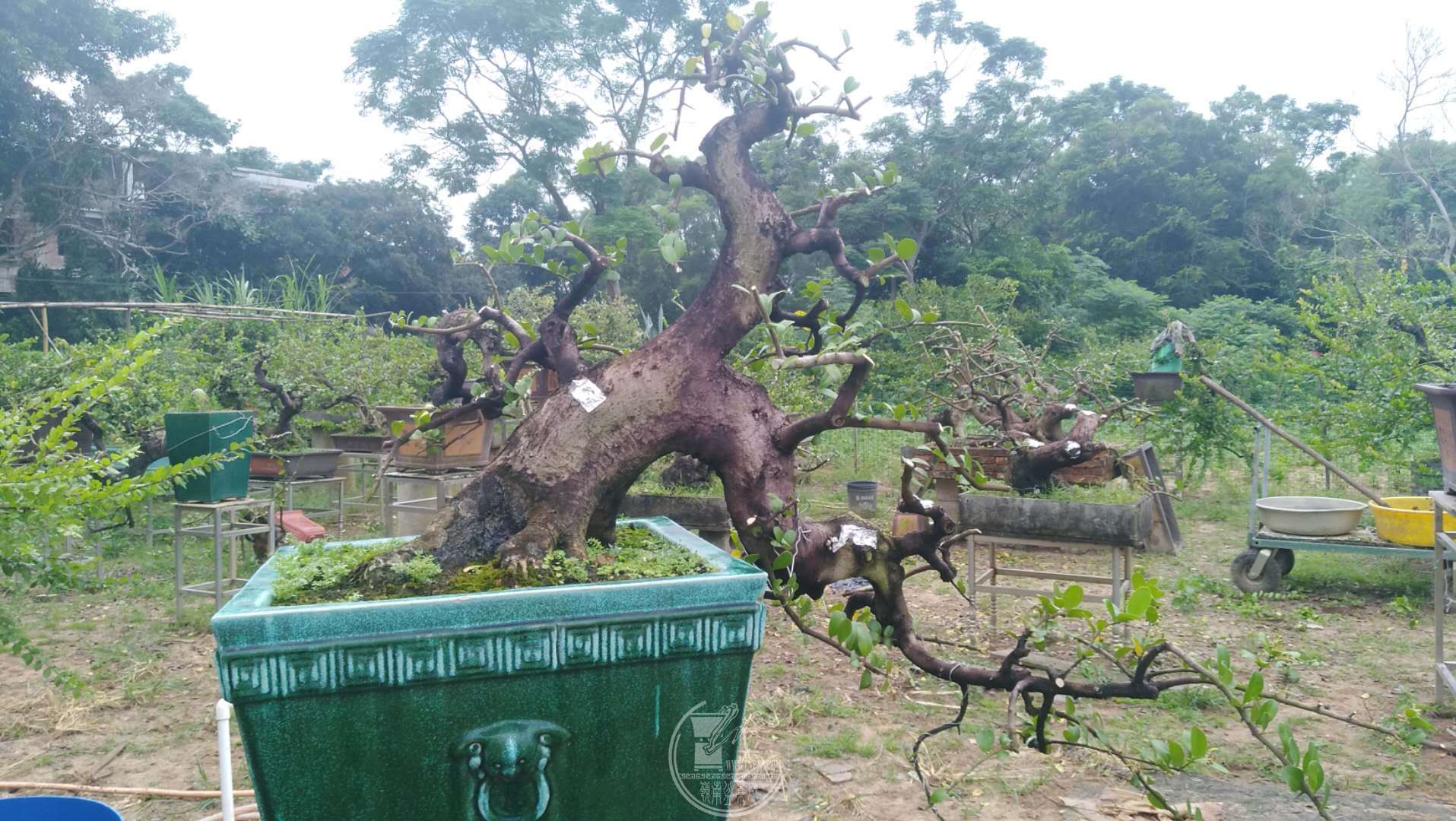 剪红牛防台风,即将迎来绽放盛景 - 盆景自由讲 - 岭南