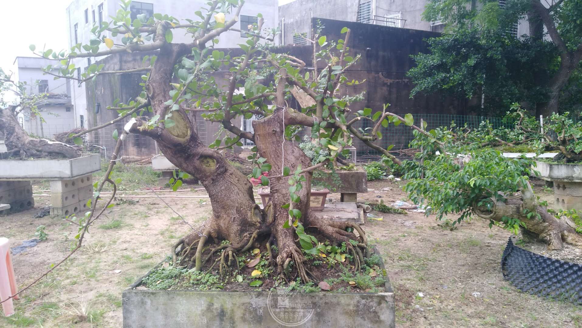 剪红牛防台风,即将迎来绽放盛景 - 盆景自由讲 - 岭南