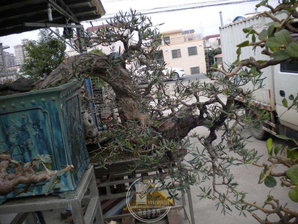 DSCN9987.JPG