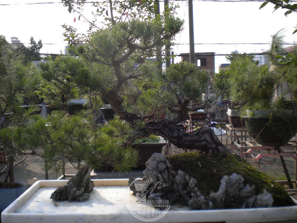 DSCN0053.JPG