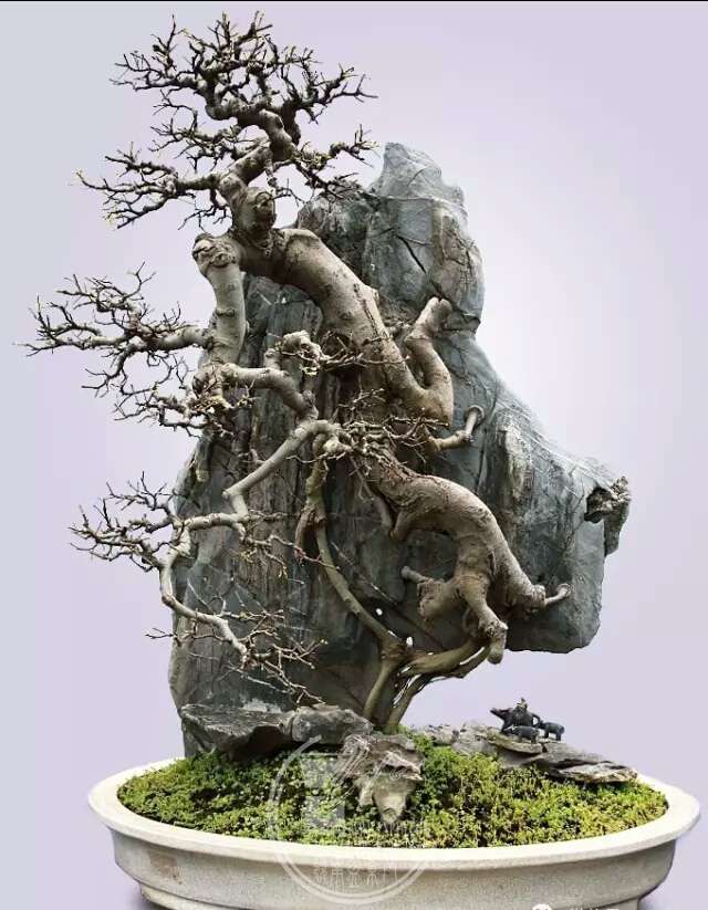 附石盆景欣赏(二)