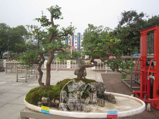 IMG_8984.JPG
