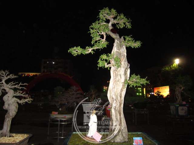 IMG_9185.JPG