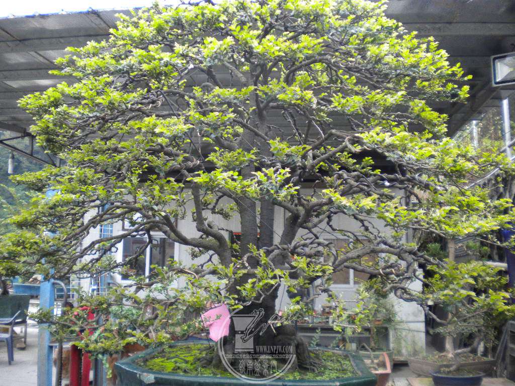 DSCN0325.JPG