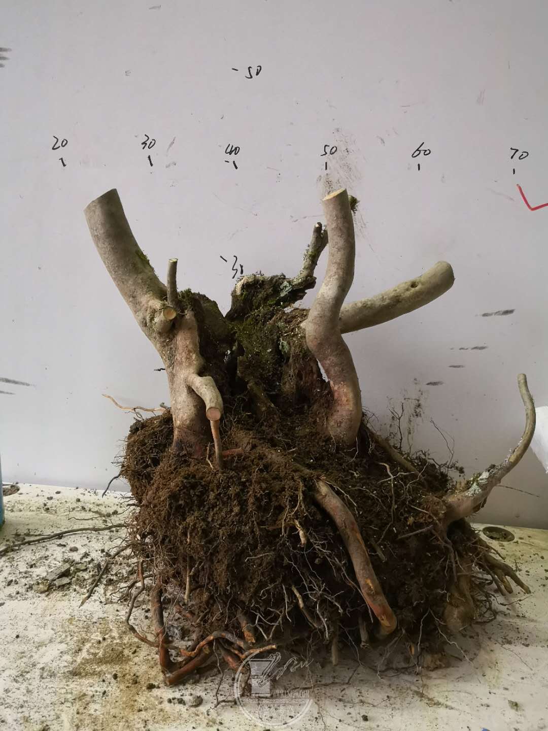 25.jpg