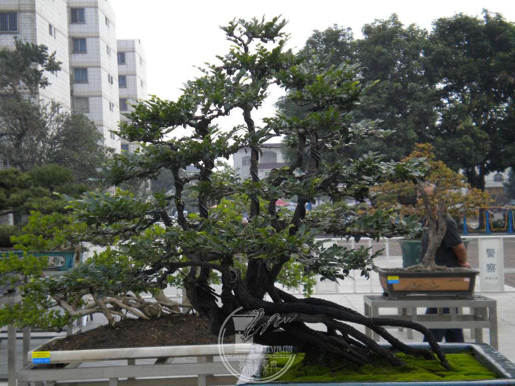 DSCN0179.JPG