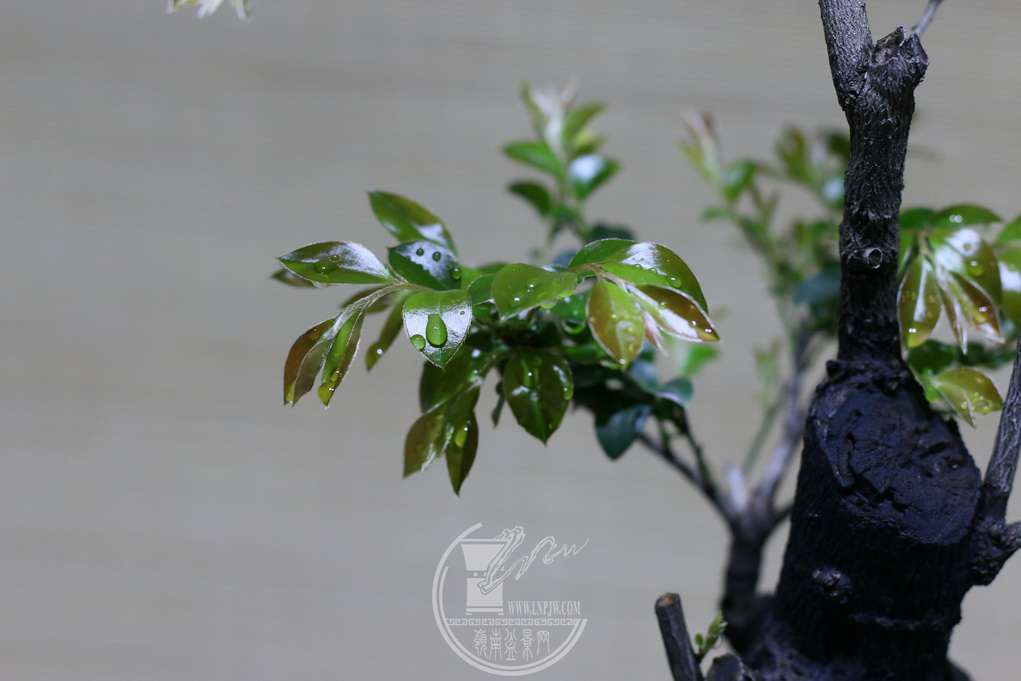 IMG_6135_С.JPG