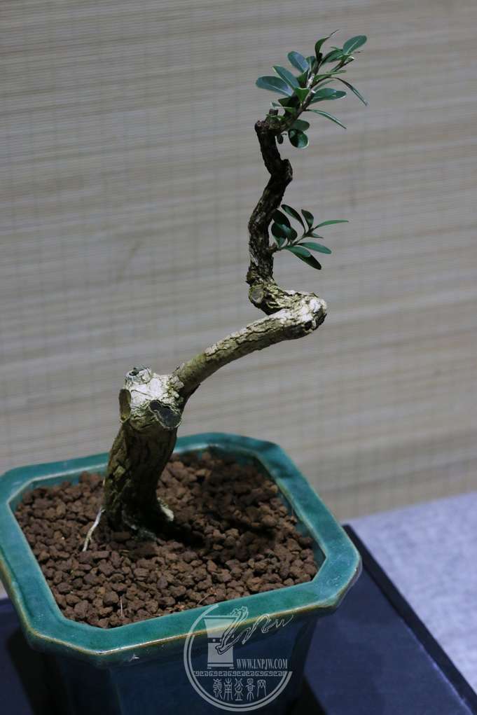IMG_6159_С.JPG