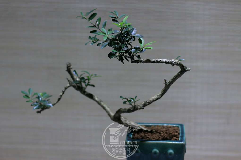 IMG_5764_С.JPG