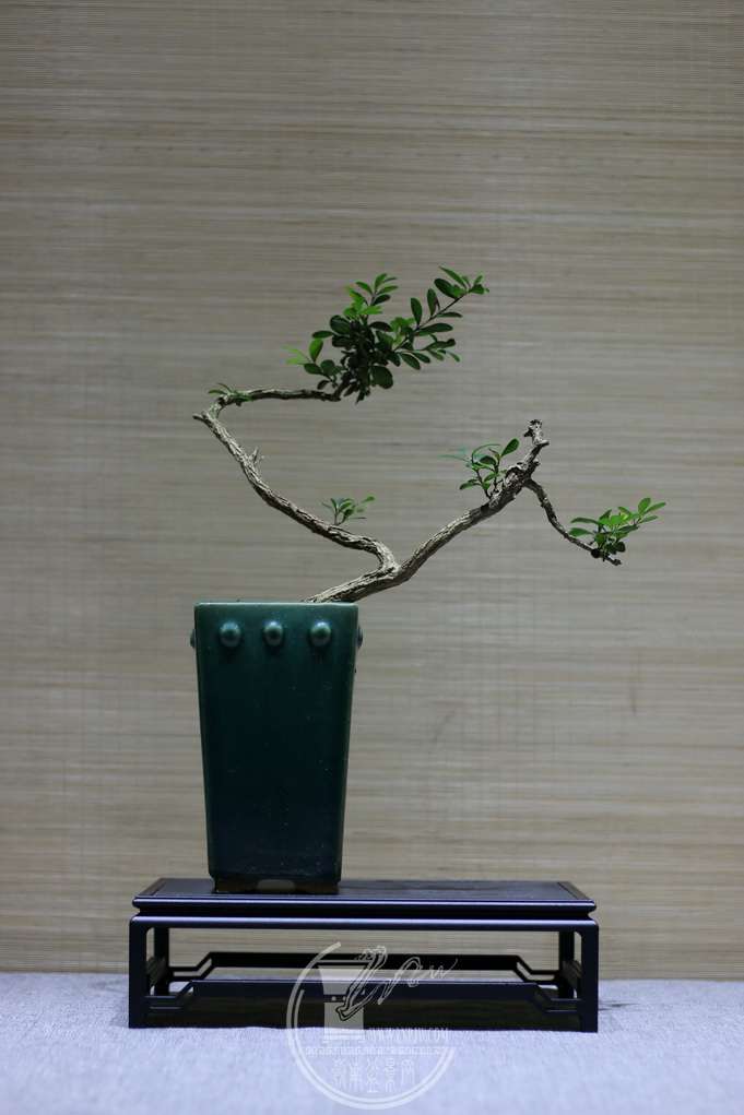 IMG_5762_С.JPG