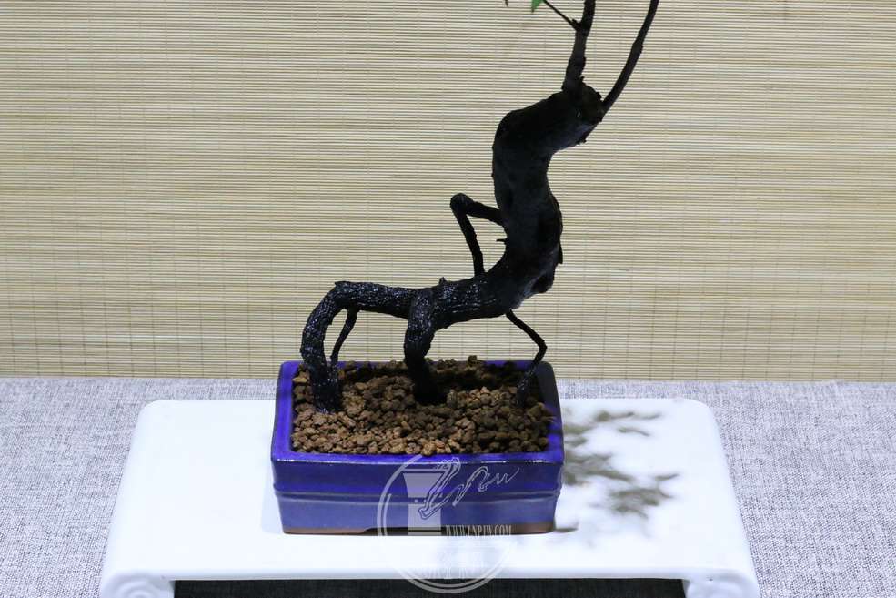 IMG_5236_С.JPG