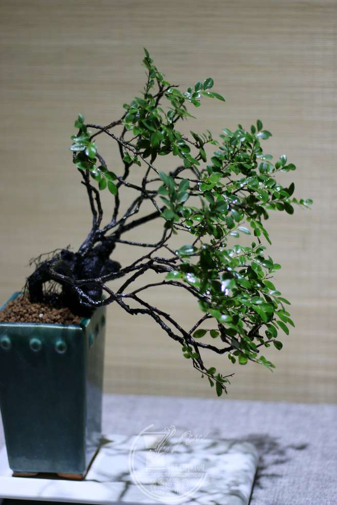 IMG_5277_С.JPG