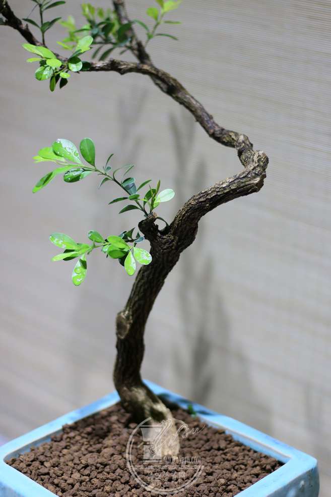 IMG_5366_С.JPG