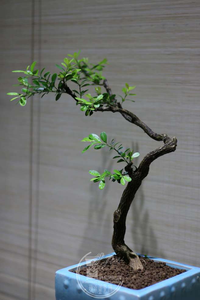 IMG_5365_С.JPG