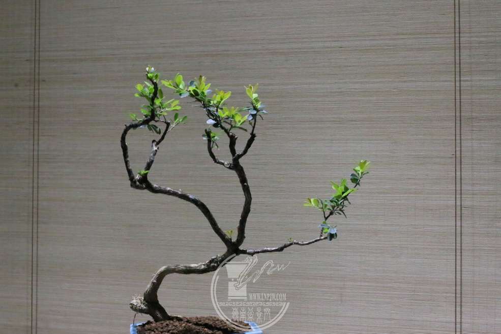 IMG_6310_С.JPG
