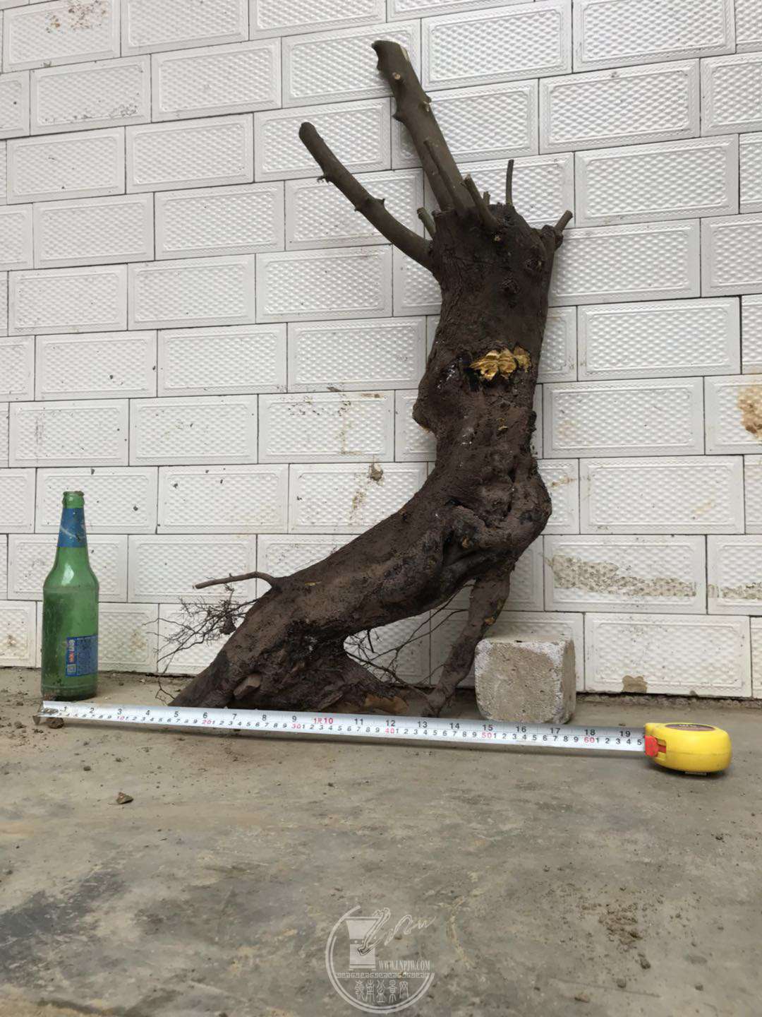 image.jpeg