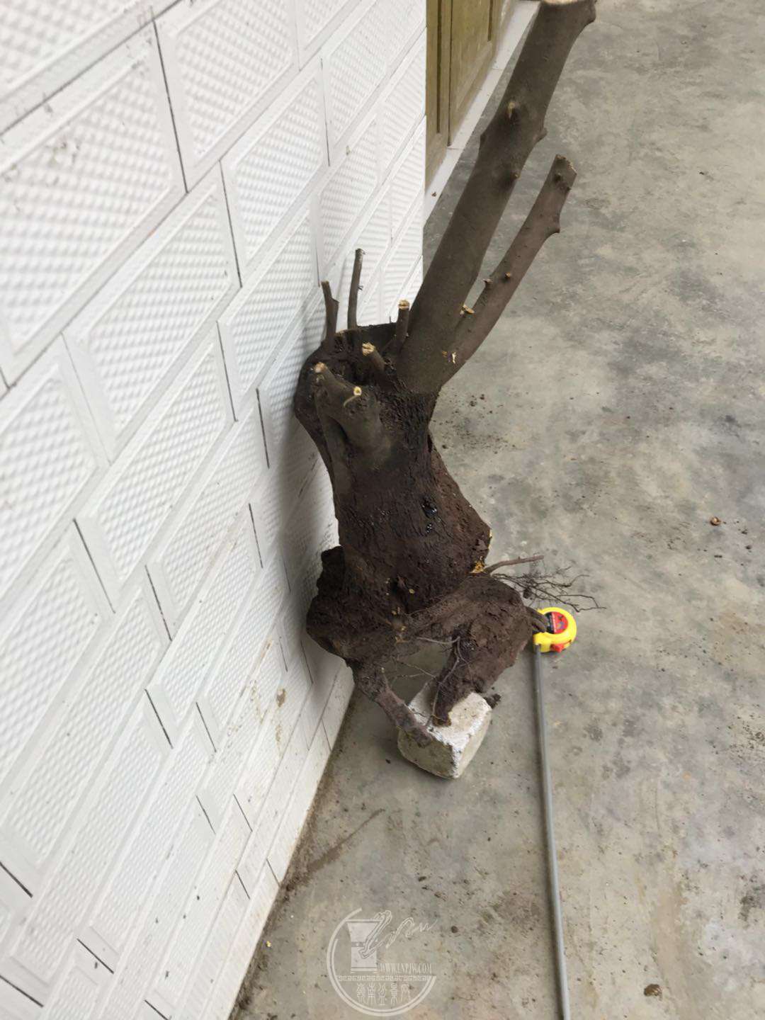 image.jpeg