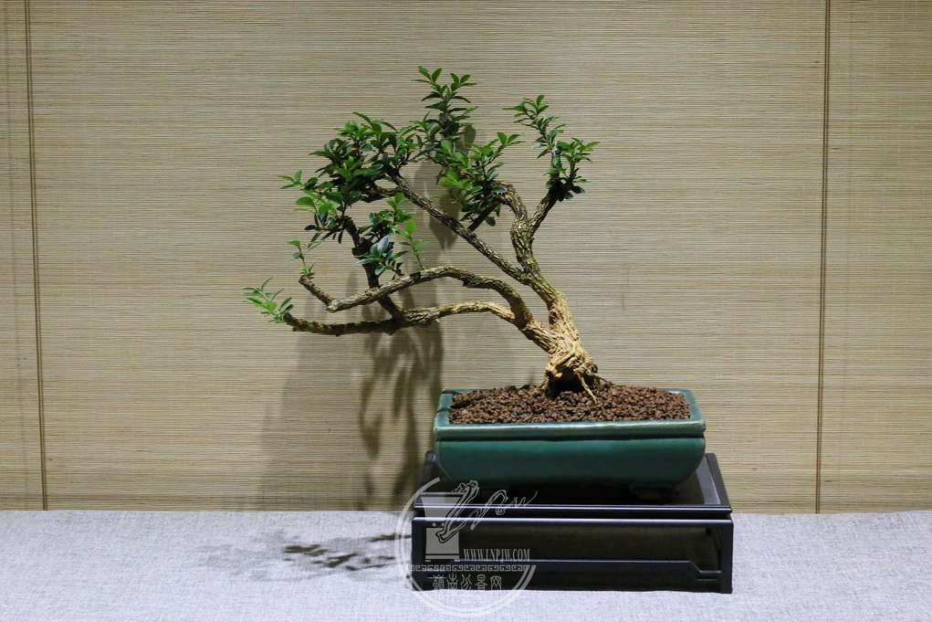 IMG_6644_С.JPG