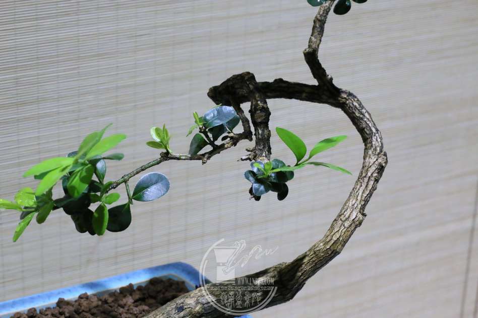 IMG_6622_С.JPG