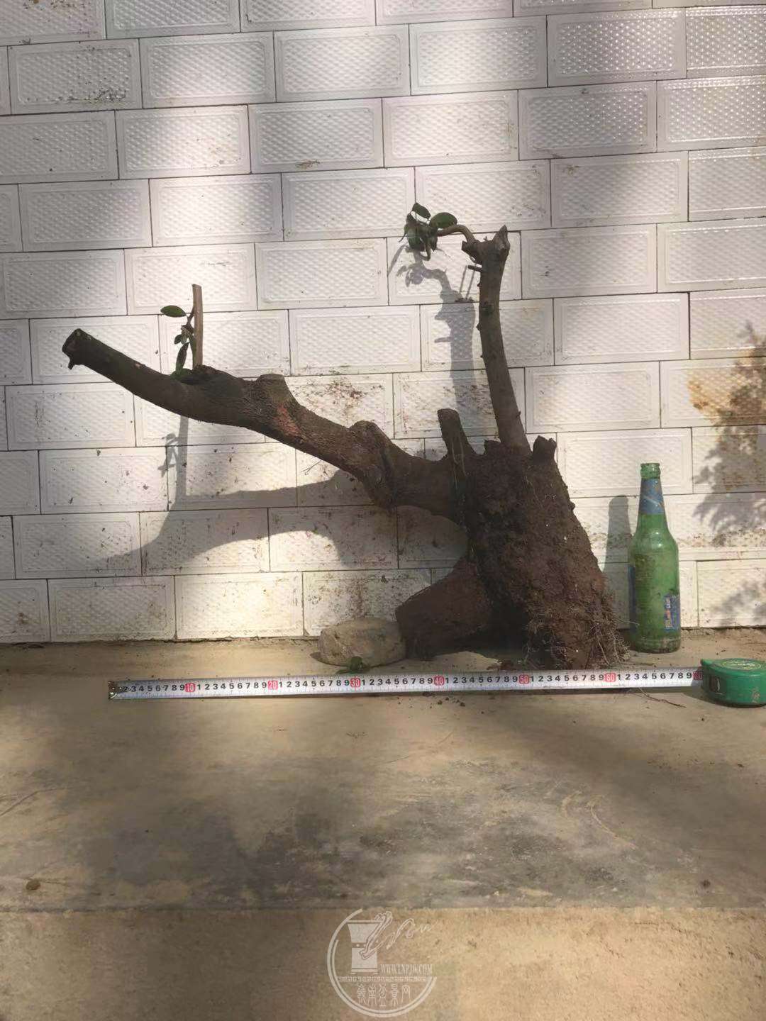 image.jpeg