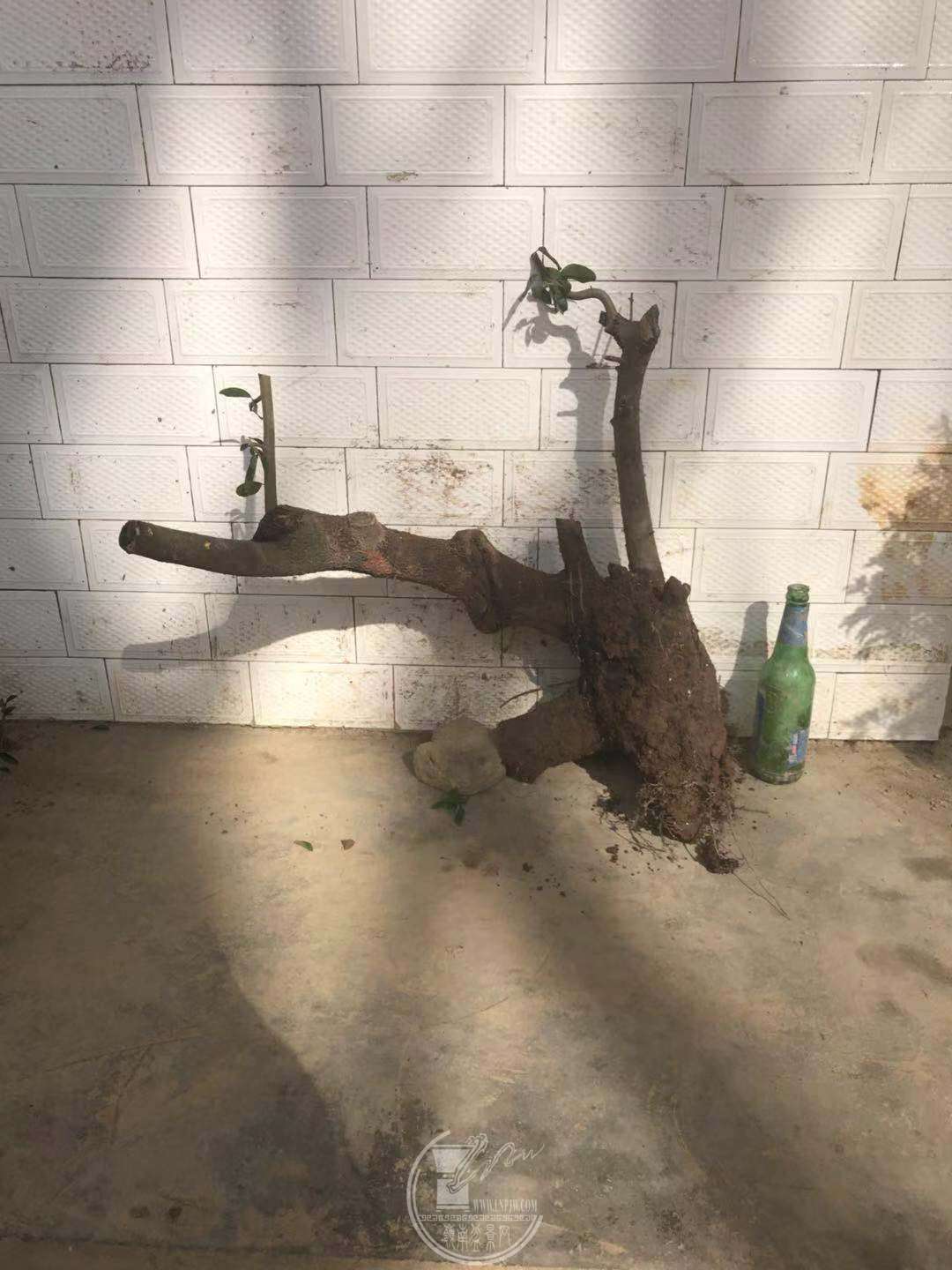 image.jpeg