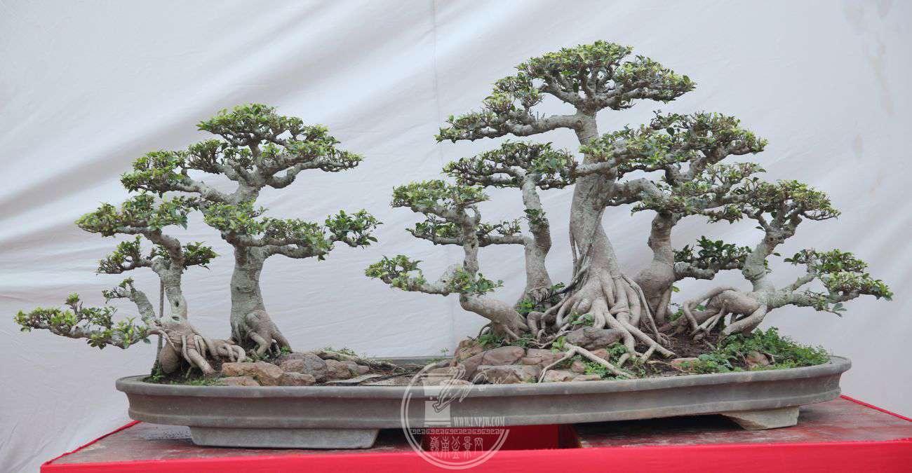 02֣ˣ150X80IMG_0119.jpg