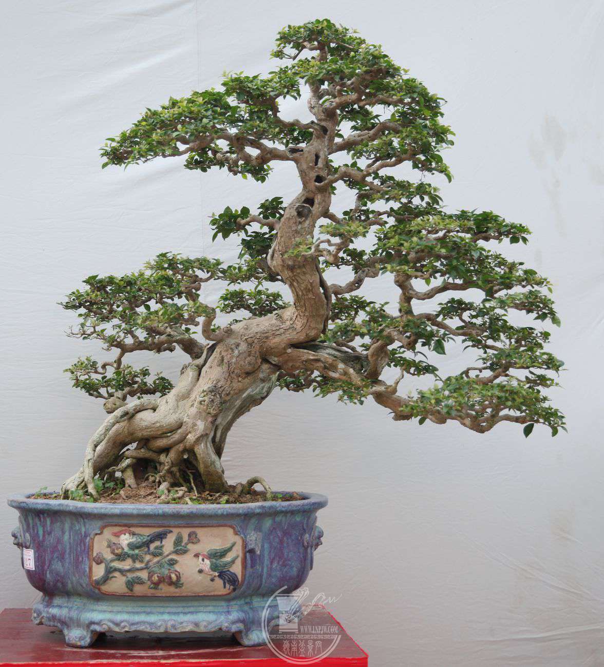 27֣ˣ÷80X120IMG_0174.jpg