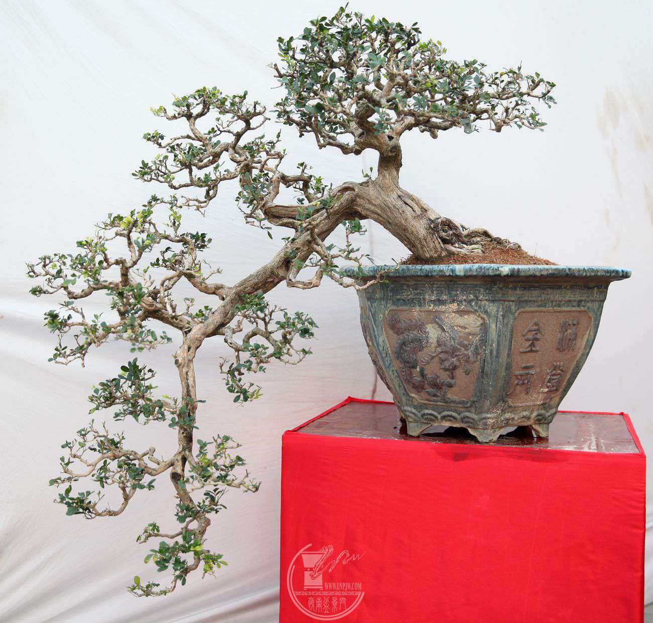 46¬Ի㣬120X50IMG_0076.jpg