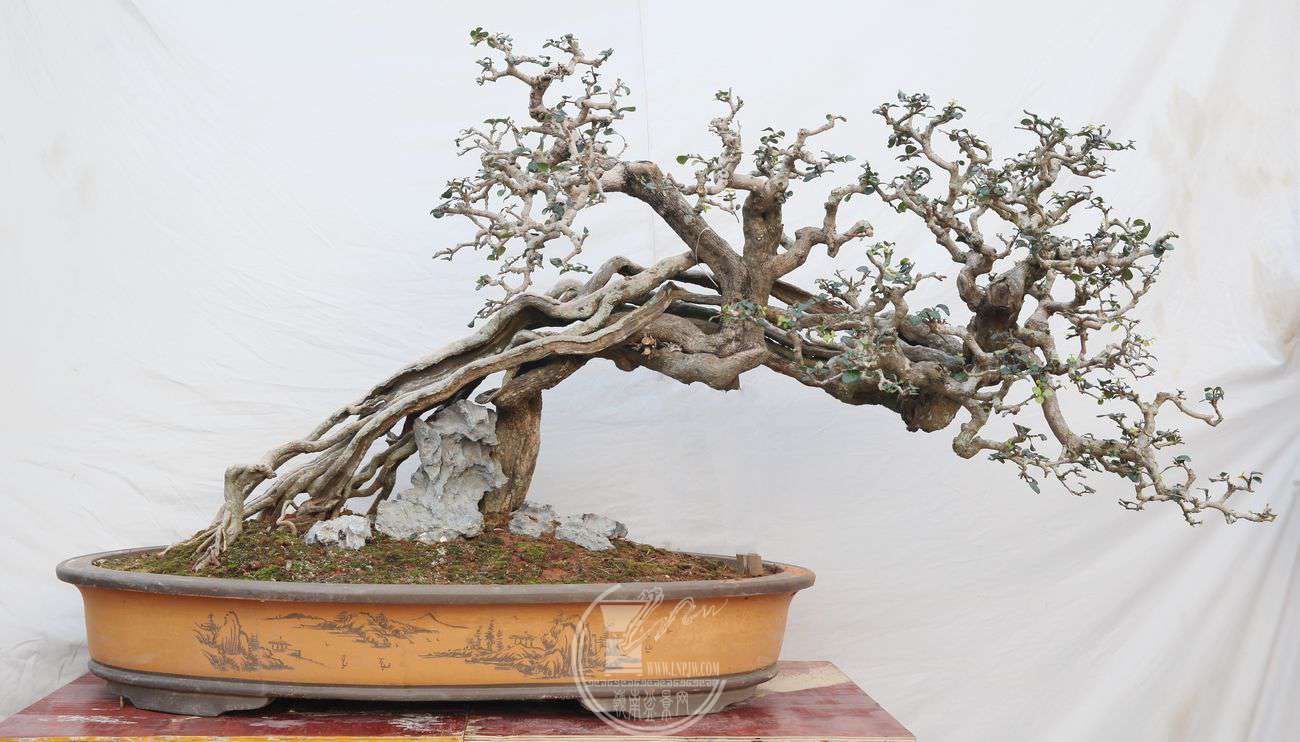 49¬Ի140X100IMG_0038.jpg