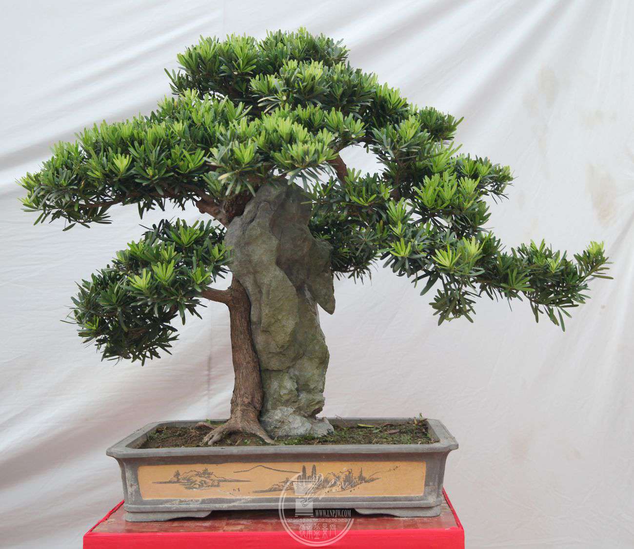 56¹޺ɸʯ80X110IMG_0169.jpg