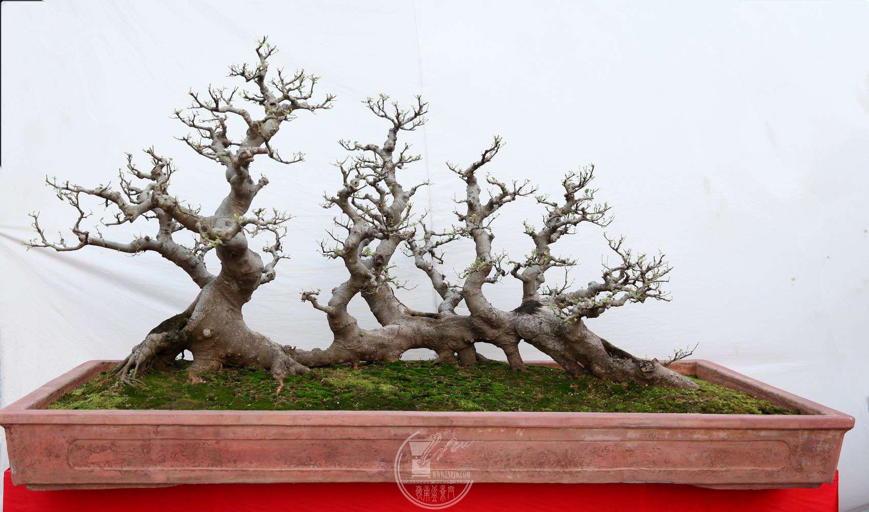 68250X100IMG_0071.jpg