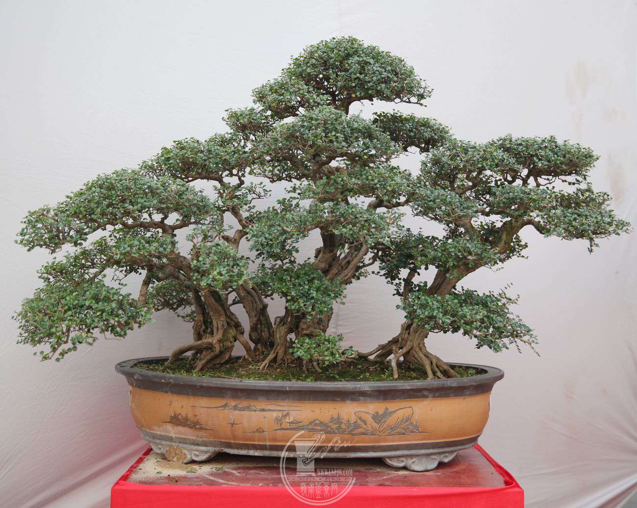 74100X100IMG_0150.jpg