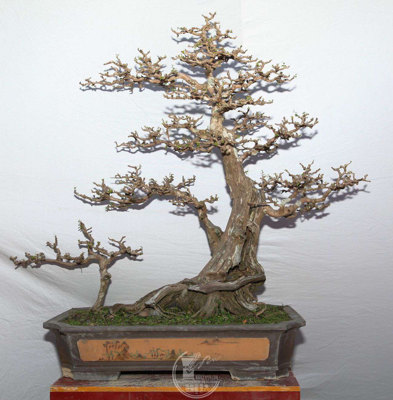 96100X130IMG_0197.jpg