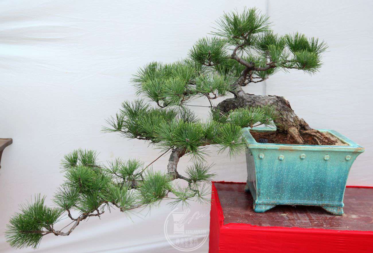 110ɣ90X40IMG_0103.jpg