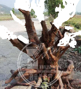 ޱ_С.png