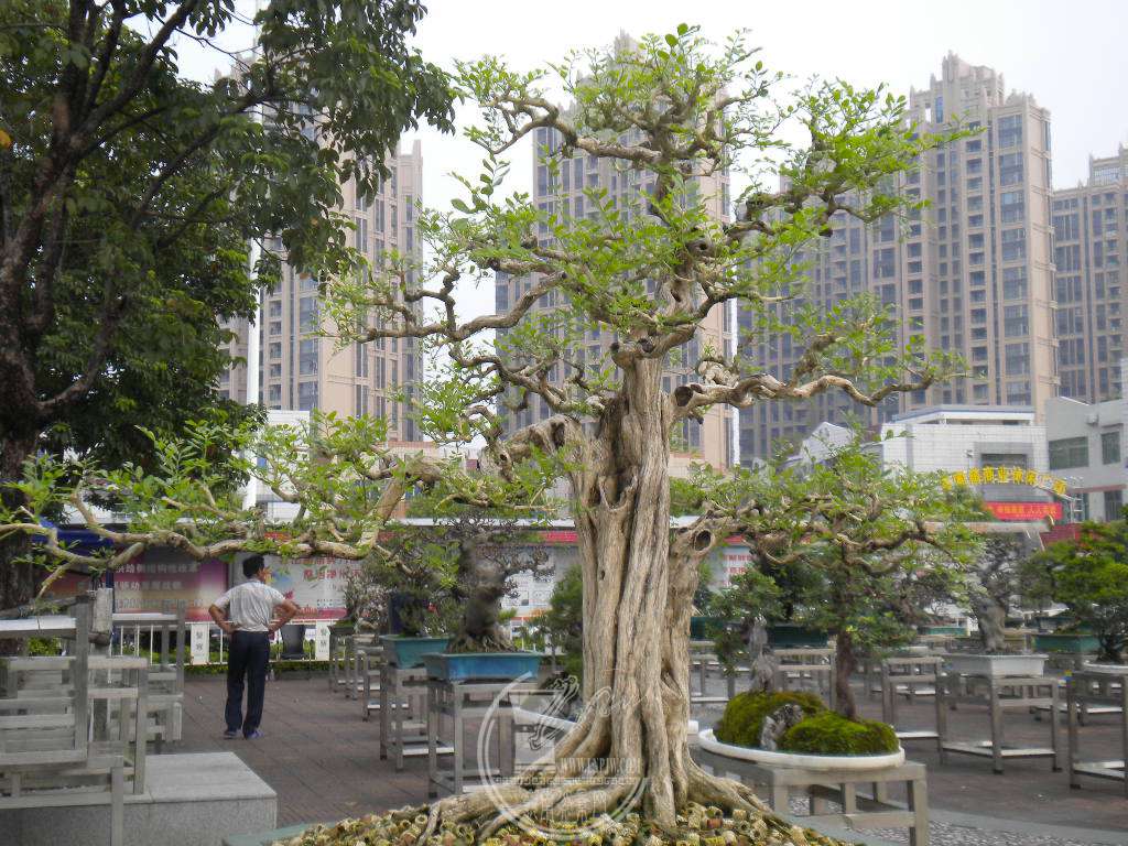 DSCN0185.JPG
