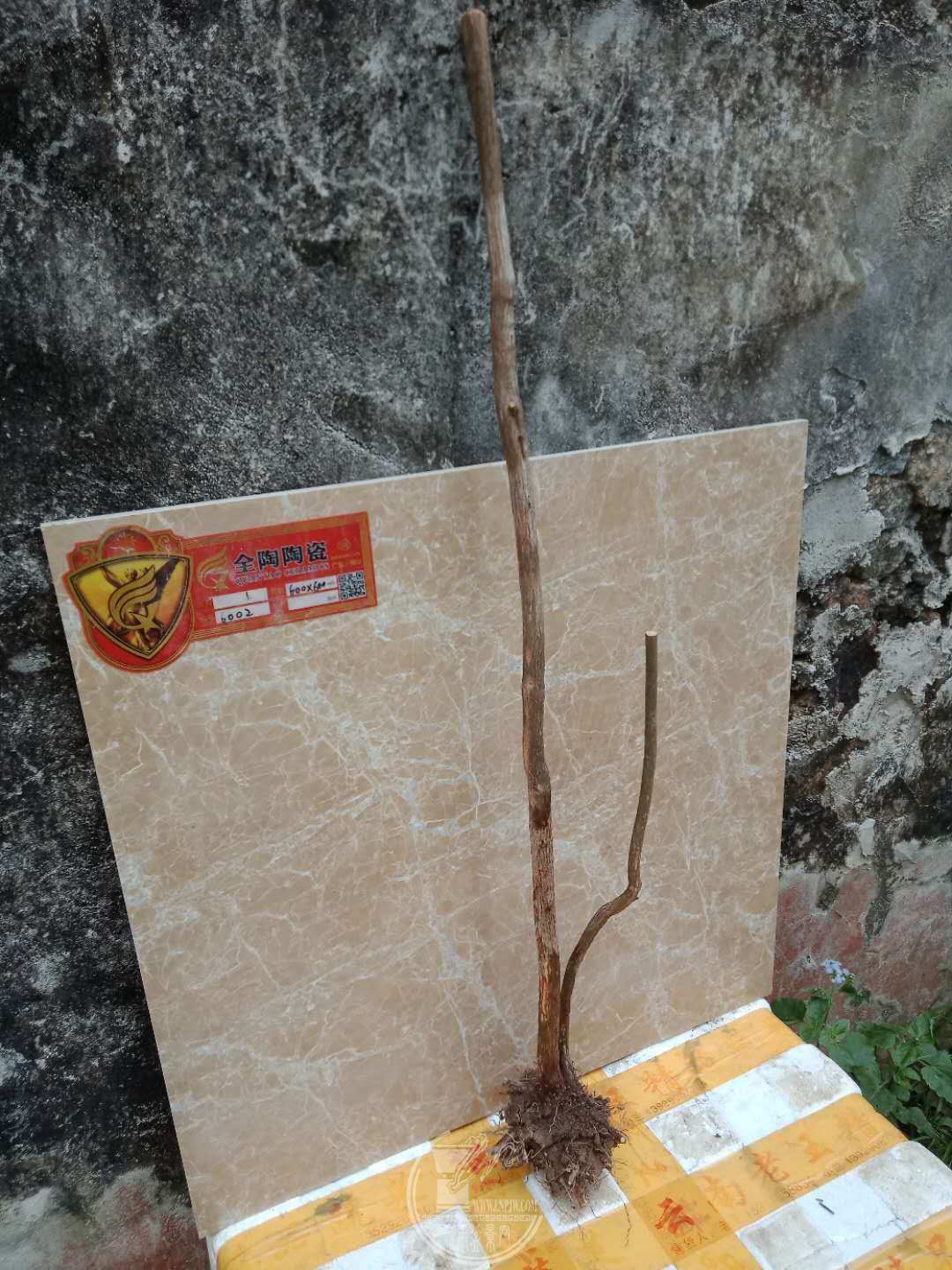 mmexport1544251977528.jpg