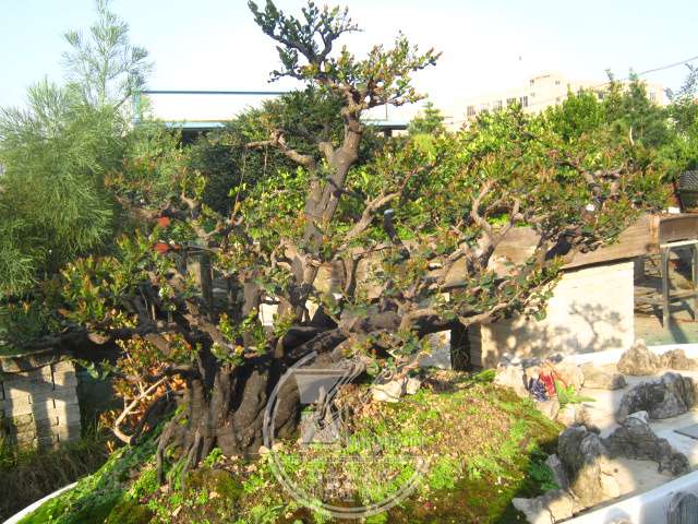IMG_9460.JPG