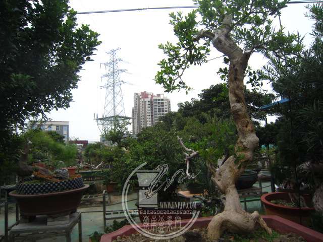 IMG_9504.JPG