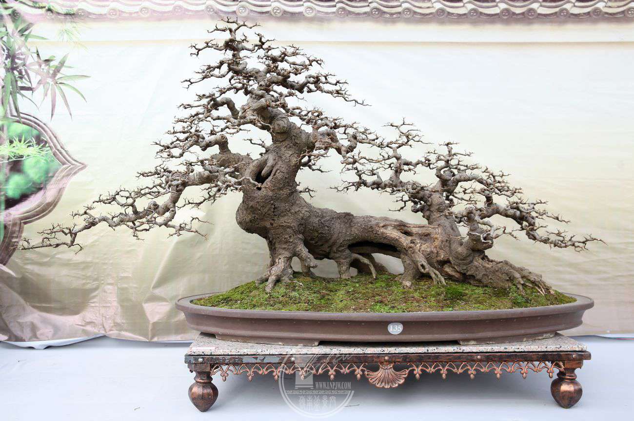 完成评比——2018海峡两岸(厦门)盆景精品展暨首届闽派盆景精品展大奖