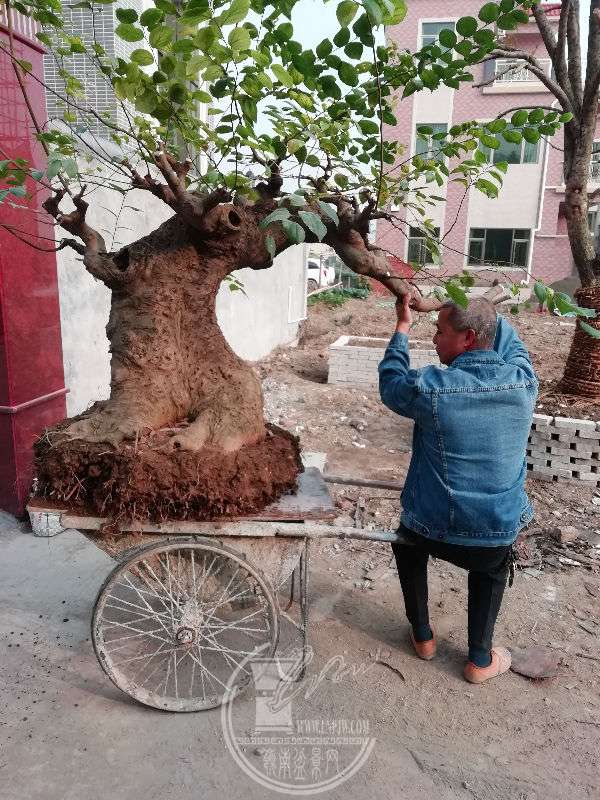 今日休息移植朴树,累趴了 - 盆景自由讲 - 岭南盆景网 - powered by