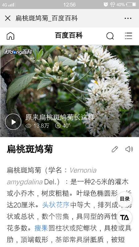 扁桃斑鸠菊(南非叶)一一行旅中的科普