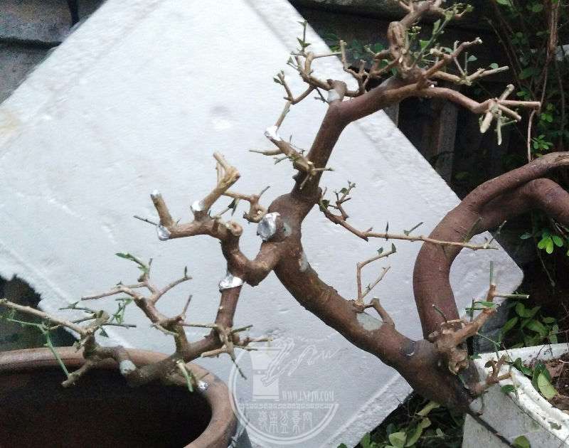 956508