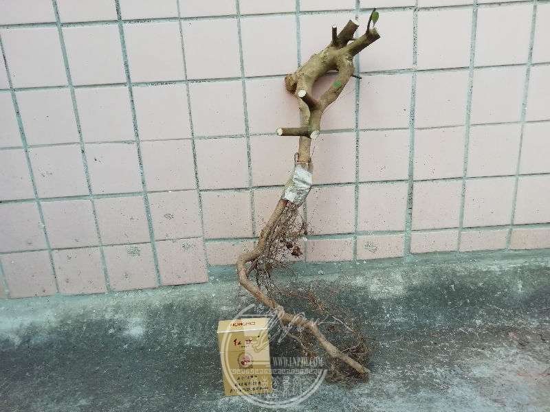956627