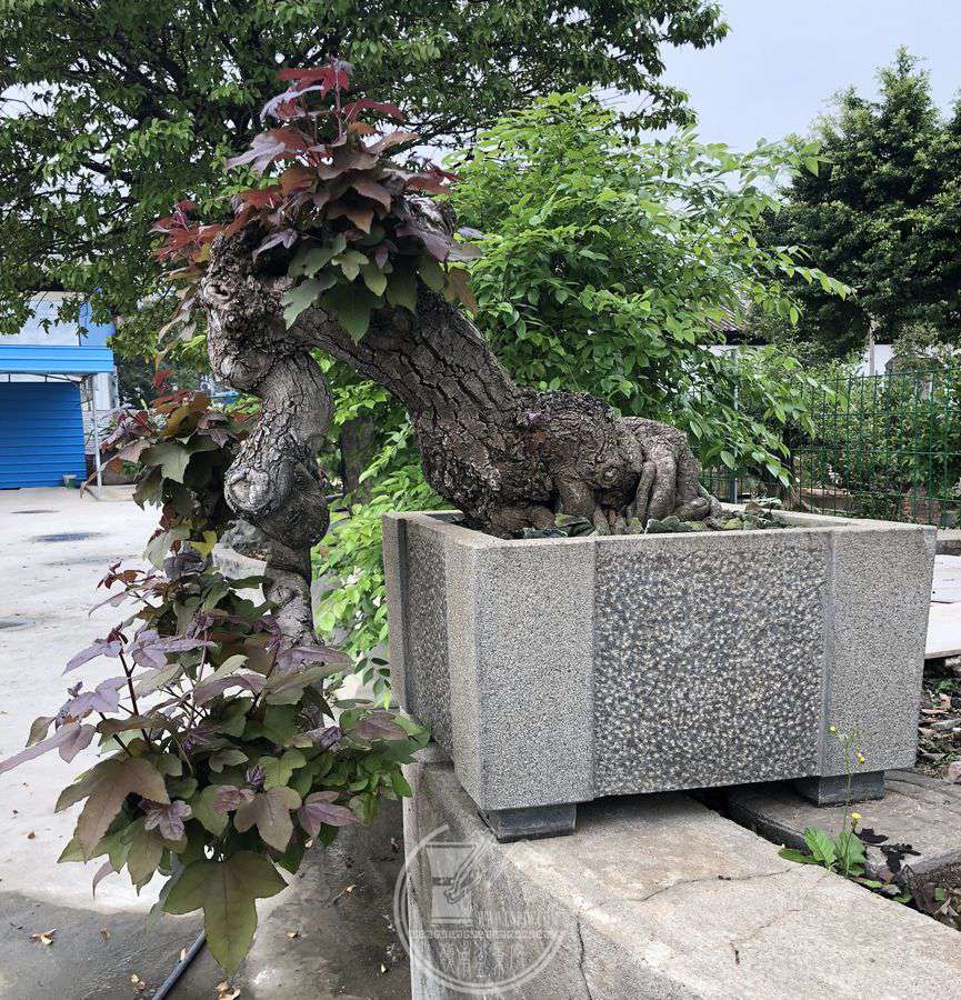 中山盆景掠影——省盆协会长黄远颖一行赴中山市盆协参访